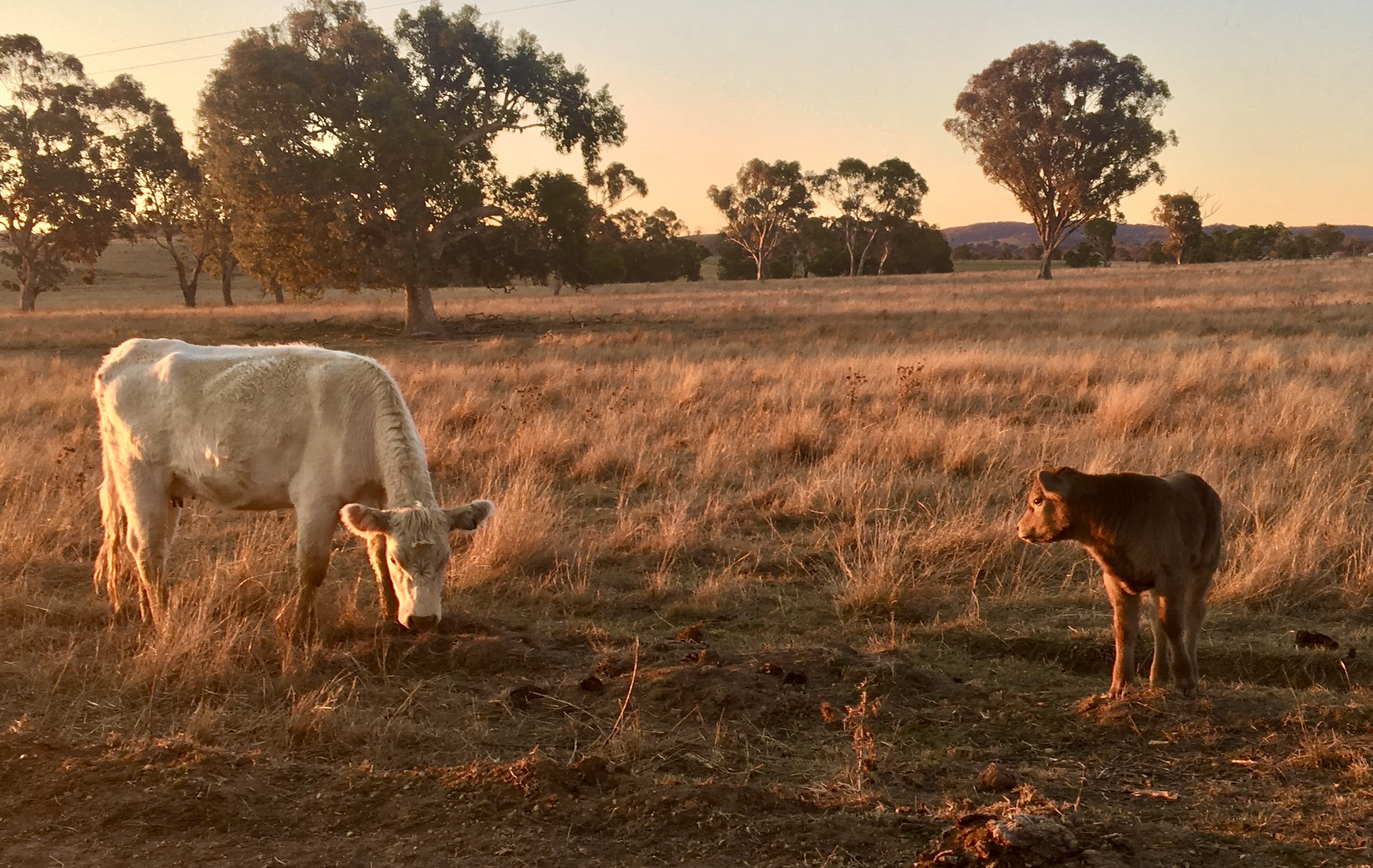 Local cattle at dusk. Golden hour!
